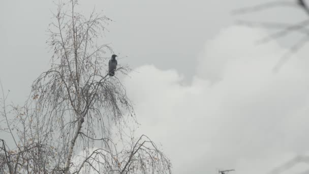 Corbeau noir gothique sur une branche nue, corbeau noir dramatique sur un arbre d'automne — Video