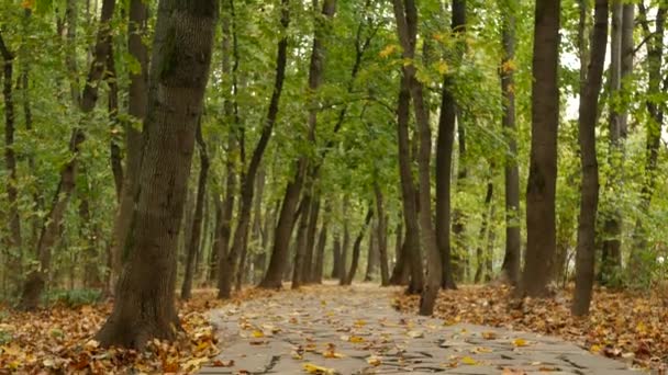 Sarı kuru yapraklar, ormanda yürüyüş yolu. Sonbahar akçaağaç parkında patika. — Stok video