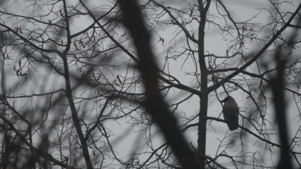 Pájaro cuervo negro gótico en rama desnuda sin hojas, cuervo oscuro dramático en árbol de otoño — Vídeo de stock