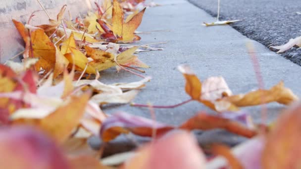 Feuilles d'érable tombées à l'automne jaune sec sur le sol de la rue de la ville américaine en bordure. — Video