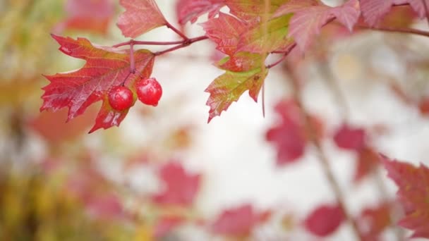 Röd höst guelder ros blad, vilda viburnum bär faller löv i regnig skog. — Stockvideo