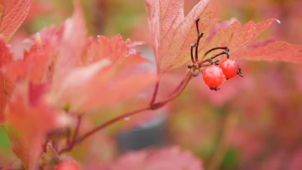 Vörös ősz guelder rózsa levelek, vad viburnum bogyó őszi levél esős erdőben. — Stock videók