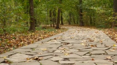 Sarı kuru yapraklar, ormanda yürüyüş yolu. Sonbahar akçaağaç parkında patika.