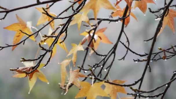 Versa gocce di pioggia, foglie di acero giallo autunnale. Gocce d'acqua di acquazzone. — Video Stock