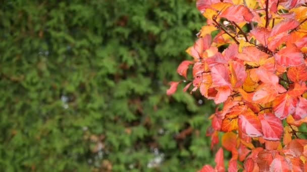 秋天的黄叶,橘黄色的落叶在观赏园里.公园内的树叶. — 图库视频影像