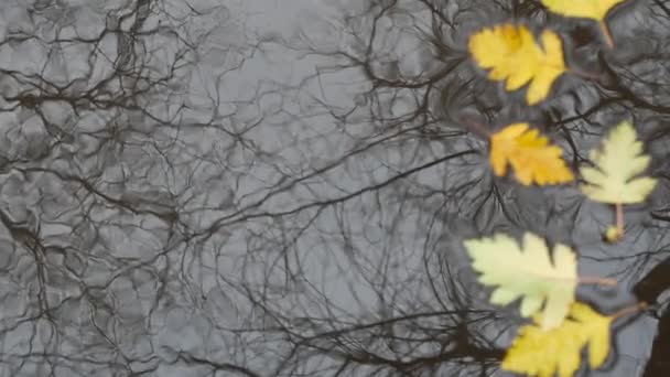 Κίτρινο φθινόπωρο πεσμένα φύλλα βελανιδιάς, λακκούβα σε γκρι άσφαλτο. Πτώση γυμνού δέντρου — Αρχείο Βίντεο