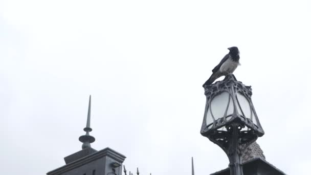 Oiseau corbeau noir gothique sur lanterne métallique forgée, corbeau noir dramatique dans le château — Video