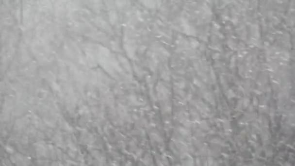 Witte sneeuwvlokken vallen in de winter, sneeuwvlokken van winterse kerst sneeuwval. — Stockvideo