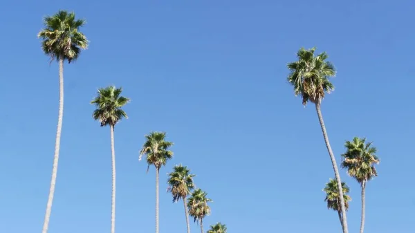 Palmas em Los Angeles, Califórnia, EUA. Estética de verão de Santa Monica e Venice Beach no oceano Pacífico. Céu azul claro e palmeiras icônicas. Atmosfera de Beverly Hills em Hollywood. Vibrações de LA — Fotografia de Stock