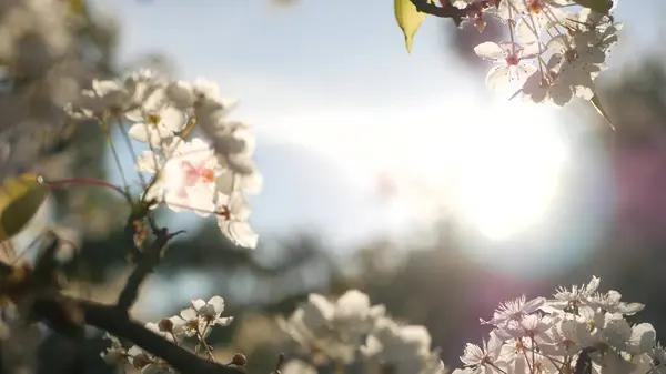 Våren vit blomma av körsbärsträd, Kalifornien, USA. Delikat anbud sakura blommor av päron, äpple eller aprikos. Våren frisk romantisk atmosfär, ren botanisk blomning, mjuk fokus bokeh. — Stockfoto