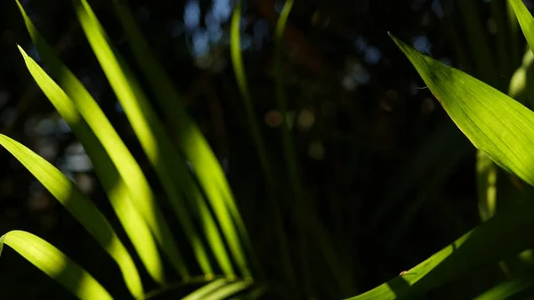 Hutan hujan eksotis tropis suasana. Daun daun palem segar di hutan amazon atau taman. Kontras dengan tanaman hijau alami gelap yang subur. Ekosistem Evergreen. Latar belakang estetika surga — Stok Foto