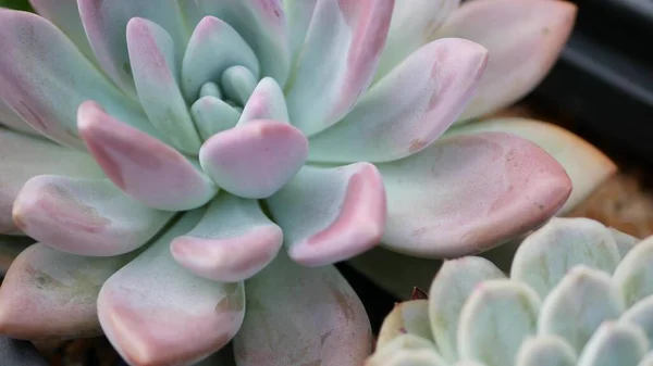 Succulent növények gyűjtése, kertészkedés Kaliforniában, USA. Lakáskerttervezés, különféle botanikus tyúkok és csibék változatossága. Dekoratív díszítő echeveria szobanövények válogatott keveréke, virágtermesztés — Stock Fotó