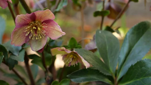 Helleborus zimní růžová květina v lese, Kalifornie USA. Lenten rose floret jarní květ, ranní atmosféra, jemný botanický květinový květ. Jarní víla svěžest, divoká květina ve dřevě — Stock fotografie