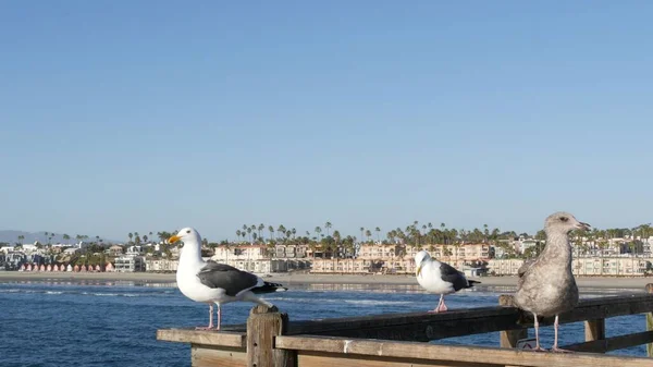 Fiskmås på räcken för träpirar. Fågel på nära håll i Oceanside. Kalifornien. Strandnära hus. — Stockfoto