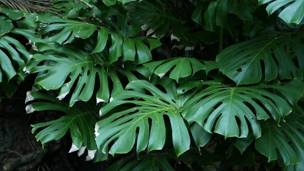 Экзотические монстры джунглей тропическая атмосфера тропических лесов. Свежие сочные листья листвы, густые амазонки заросшие глубоким лесом. Темно-зеленая пышная листва. Экосистема Эвергрин. Спокойная эстетика рая — стоковое фото