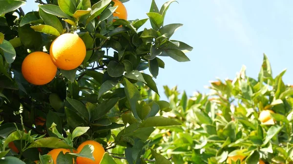 Zitrusfrüchte auf Baum, Kalifornien USA. Spring Garden, American Local Agricultural Plantage, Gehöft Gartenbau. Saftige frische Blätter, exotische tropische Ernte am Zweig. Frühlingshimmel — Stockfoto