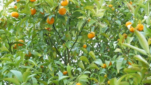Citrus orange Mandarinenbaum, Kalifornien USA. Spring Garden, American Local Agricultural Plantage, Gehöft Gartenbau. Saftige frische Blätter, exotisches tropisches Laub, Ernte am Zweig — Stockfoto