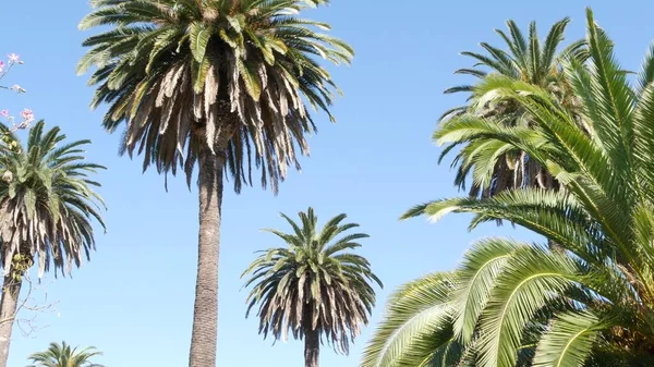 Palmas em Los Angeles, Califórnia, EUA. Estética de verão de Santa Monica e Venice Beach no oceano Pacífico. Céu azul claro e palmeiras icônicas. Atmosfera de Beverly Hills em Hollywood. Vibrações de LA — Fotografia de Stock