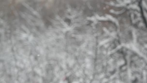 Vita snöflingor faller på vintern, snöflingor av vintriga julen snöfall. — Stockvideo