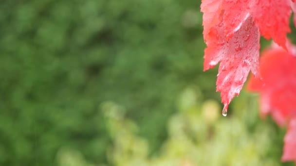 Капли дождя, красные осенние кленовые листья. Капля воды, влажный осенний лист в лесу — стоковое видео