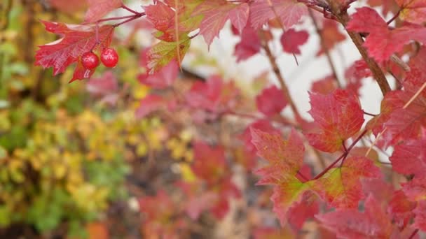 Hojas de rosa guelder rojo otoño, hoja de otoño de baya viburnum salvaje en bosque lluvioso. — Vídeos de Stock