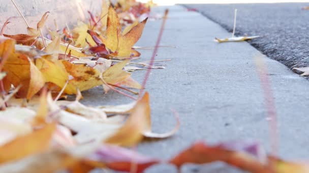 Droge gele herfst gevallen esdoorn bladeren op de grond van de Amerikaanse stad straat door stoeprand. — Stockvideo