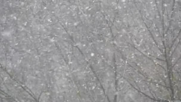 Білі снігові пластівці падають взимку, сніжинки винограду Різдвяні снігопади . — стокове відео