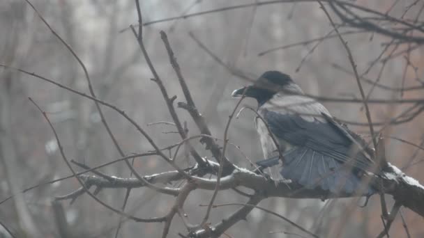Gotisk svart korp fågel, barblad gren, mörk kråka på träd i vinter skymning. — Stockvideo