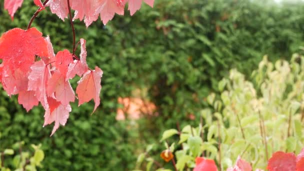 Krople deszczu, czerwone jesienne liście klonu. Kropelka wody, liść wodny w lesie — Wideo stockowe