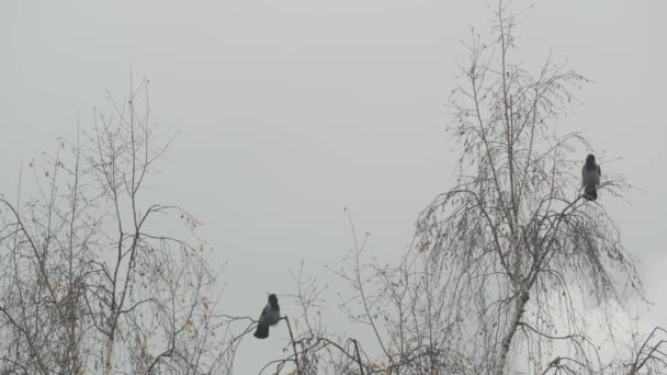 Pájaro cuervo negro gótico en rama desnuda sin hojas, cuervo oscuro dramático en árbol de otoño — Vídeo de stock