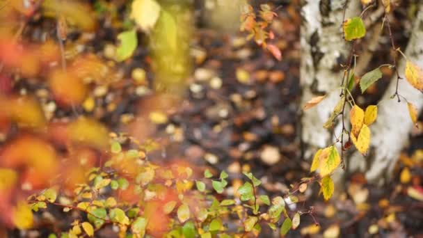 Corteza rayada de abedul de otoño, hojas amarillas anaranjadas en bosque de otoño dorado. — Vídeos de Stock