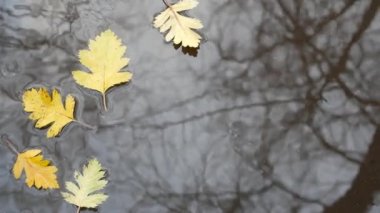 Sarı sonbahar meşe yaprakları, gri asfaltta su birikintisi. Çıplak yapraksız ağacı devirin.