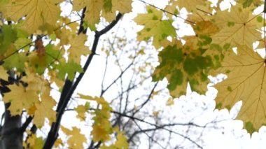 Sarı sonbahar akçaağacı ağaç dalından ayrılıyor. Ormanda ya da ormanda altın yaprak.