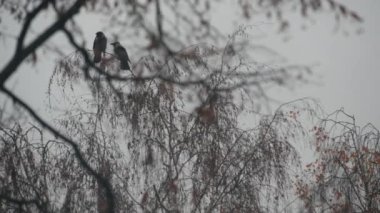Yapraksız dalda kara kuzgun kuşu, Sonbahar ağacında dramatik kara karga