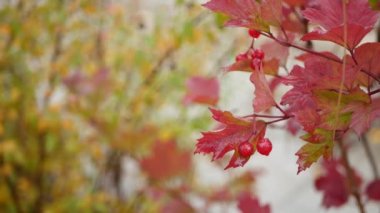 Kırmızı sonbahar guelder gül yaprakları, yağmur ormanlarında yabani viburnum üzümü yaprağı.