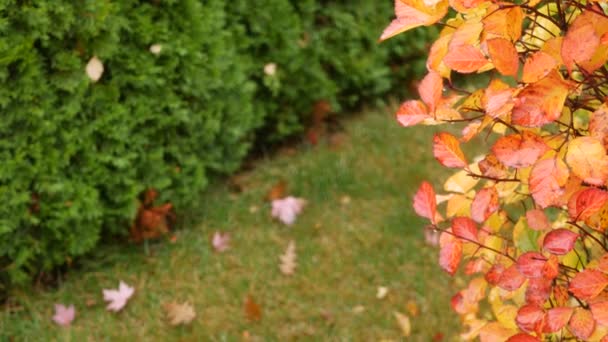 Žluté podzimní listy, oranžový podzimní list v okrasné zahradě. Listoví v parku. — Stock video