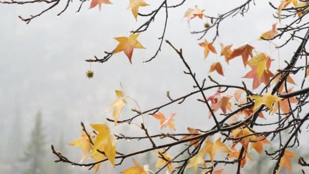 Foresta in autunno nebbia, pioggia autunno tempo nei boschi nebbiosi. Versare acquazzone — Video Stock