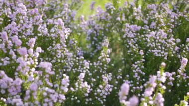 Konfeti çalısı leylak çiçeği, California USA. Coleonema pulchellum, buchu diosma bahar çiçeği. Evde bahçıvanlık, Amerikan dekoratif ev bitkisi. Bahar çiçekleri doğal botanik atmosferi