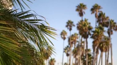 Palms Los Angeles, Kaliforniya, ABD 'de. Pasifik Okyanusu 'ndaki Santa Monica ve Venice Sahili' nin yaz estetiği. Açık mavi gökyüzü ve simgesel palmiye ağaçları. Hollywood 'daki Beverly Hills' in atmosferi. LA titreşimleri