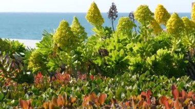 Aeonium arboreum houseleek ağacı sarı çiçek, Kaliforniya, ABD. İrlanda gül sulu şişkinlik. Evde bahçıvanlık, Amerikan dekoratif ev bitkisi, doğal botanik okyanus sahili atmosferi.
