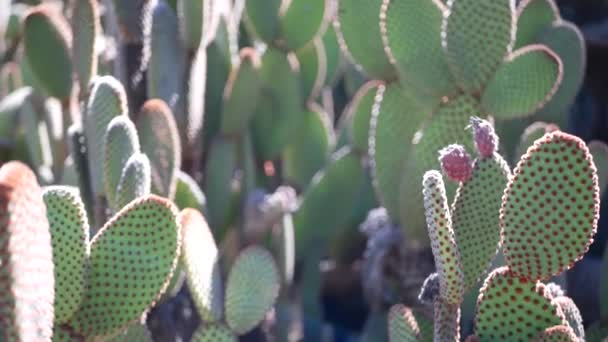 Cactus sappige plant, Californië Verenigde Staten. Woestijnflora, droog klimaat natuurlijke bloem, botanische close-up achtergrond. Groene sierlijke ongewone huisplant. Tuinieren in Amerika, groeit met aloë en agave — Stockvideo