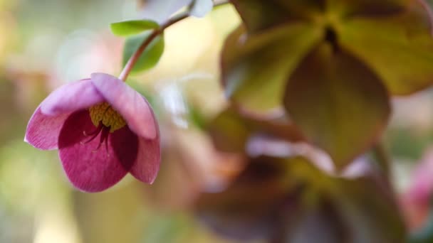 O inverno de Helleborus aumentou a flor rosa na floresta, Califórnia EUA. Flor quaresmal rosa flor de primavera, atmosfera matinal, flor floral botânica delicada. Frescura de primavera, cinemagraph loop sem costura — Vídeo de Stock