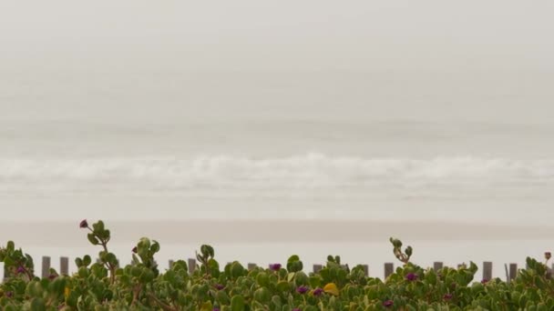 Praia nebulosa arenosa Califórnia EUA. Costa do Oceano Pacífico, nevoeiro denso na costa do mar. Ondas em névoa de bronze. — Vídeo de Stock
