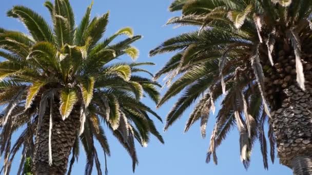 Palms in Los Angeles, California, USA. Summertime aesthetic of Santa Monica and Venice Beach on Pacific ocean. Clear blue sky and iconic palm trees. Atmosphere of Beverly Hills in Hollywood. LA vibes — Stock Video
