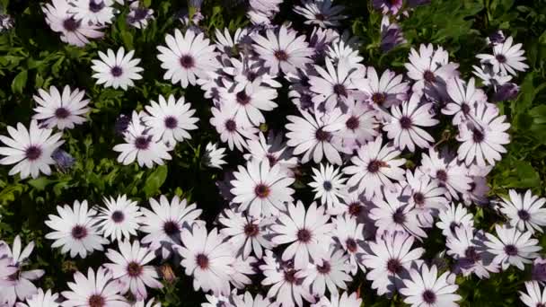 Gänseblümchen oder Margerite bunte Blumen, Kalifornien USA. Aster oder Umhang Ringelblume mehrfarbig violett blühen. Home Gardening, amerikanische dekorative Zimmerpflanze, natürliche botanische Atmosphäre — Stockvideo