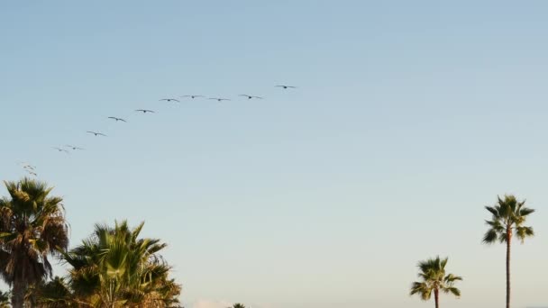 Les grands pélican volent, le troupeau de pelecanus vole dans le ciel. Palmiers en Oceanside, Californie USA. — Video