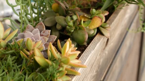 Colección de plantas suculentas, jardinería en California, EE.UU. Diseño de jardín casero, diversidad de varias gallinas y pollitos botánicos. Surtido de mezcla de plantas ornamentales decorativas de la echeveria, floricultura — Vídeo de stock