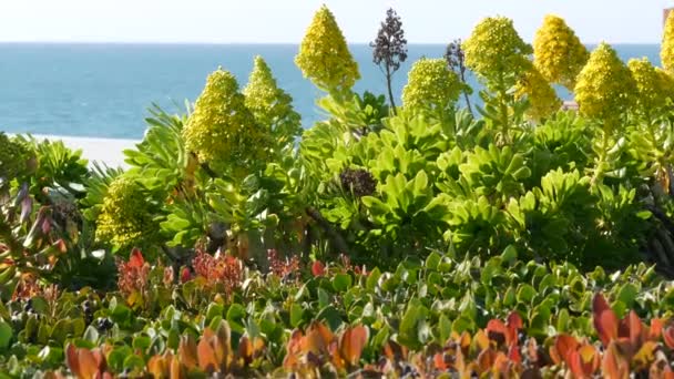 Aeonium arboreum houseleek fa sárga virág, California USA. Ír rózsa zamatos virágzás. Otthon kertészkedés, amerikai dekoratív dísznövény, természetes botanikus óceán strand hangulata — Stock videók