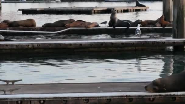 Sea lion rookery on pier, Californie États-Unis. California ocean coast wildlife. Phoque sauvage par l'eau de mer. — Video