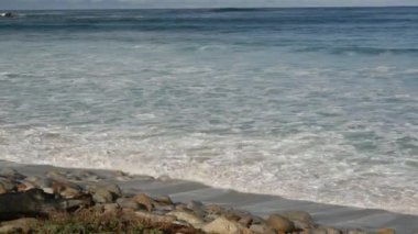 Okyanus dalgaları ve kayalar, Monterey, Kuzey Kaliforniya, ABD. Big Sur 'a 17 mil mesafede, Pasifik Sahil Otobanı' ndaki sahil golf turistik tesisi. Çakıl Sahili 'nin su ve deniz esintisi. Yolculuk